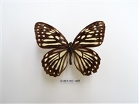 藏品(臺灣斑眼蝶)的圖片